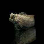 Mermaidcore Reimagined: Biodegradable Sequins from Fish Scales